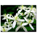 Trademark Fine Art Kathie McCurdy 'Autumn Clematis' Canvas Art, 24x32 KM087-C2432GG